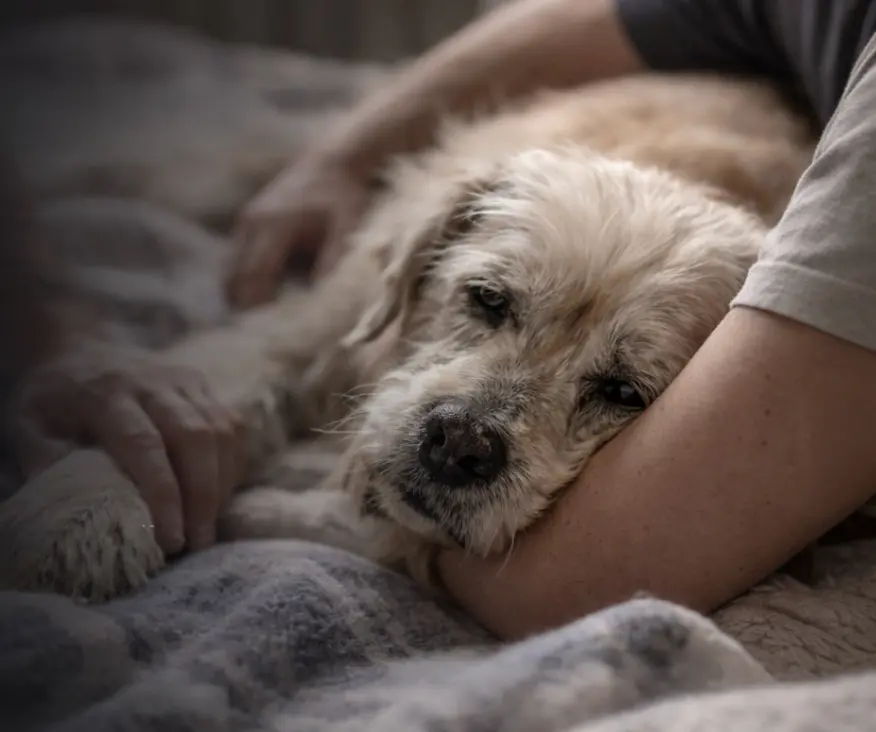 Informacion de servicios memoriales para mascotas