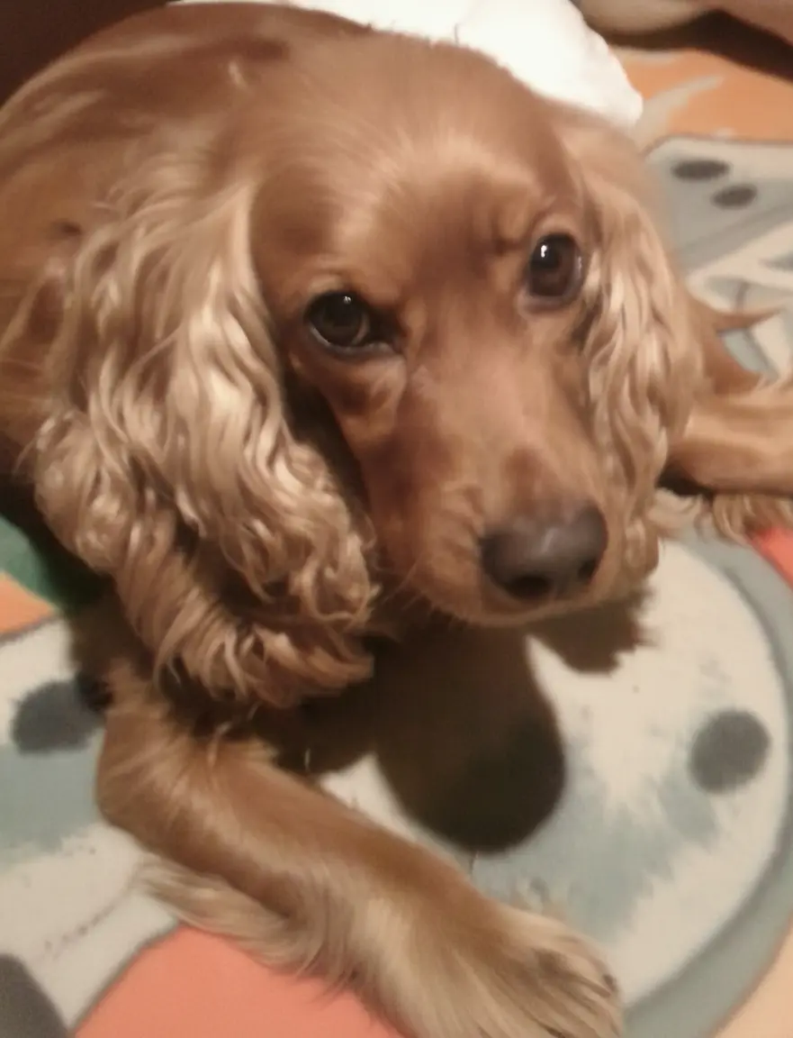 Familia unida en recuerdo de su mascota