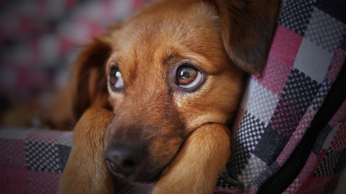 ¿Por qué tu perro llora cuando te vas?