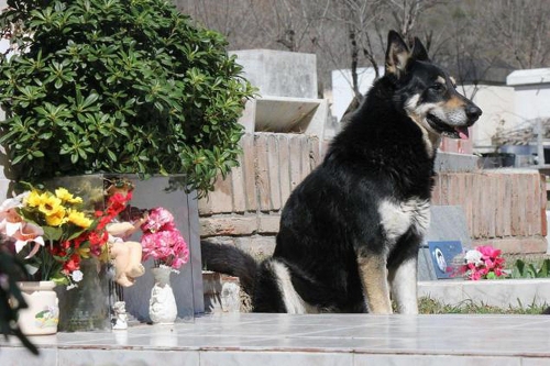 Ciccio, historia de amor y lealtad