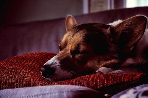 ¿Cómo superar la pérdida de una mascota?
