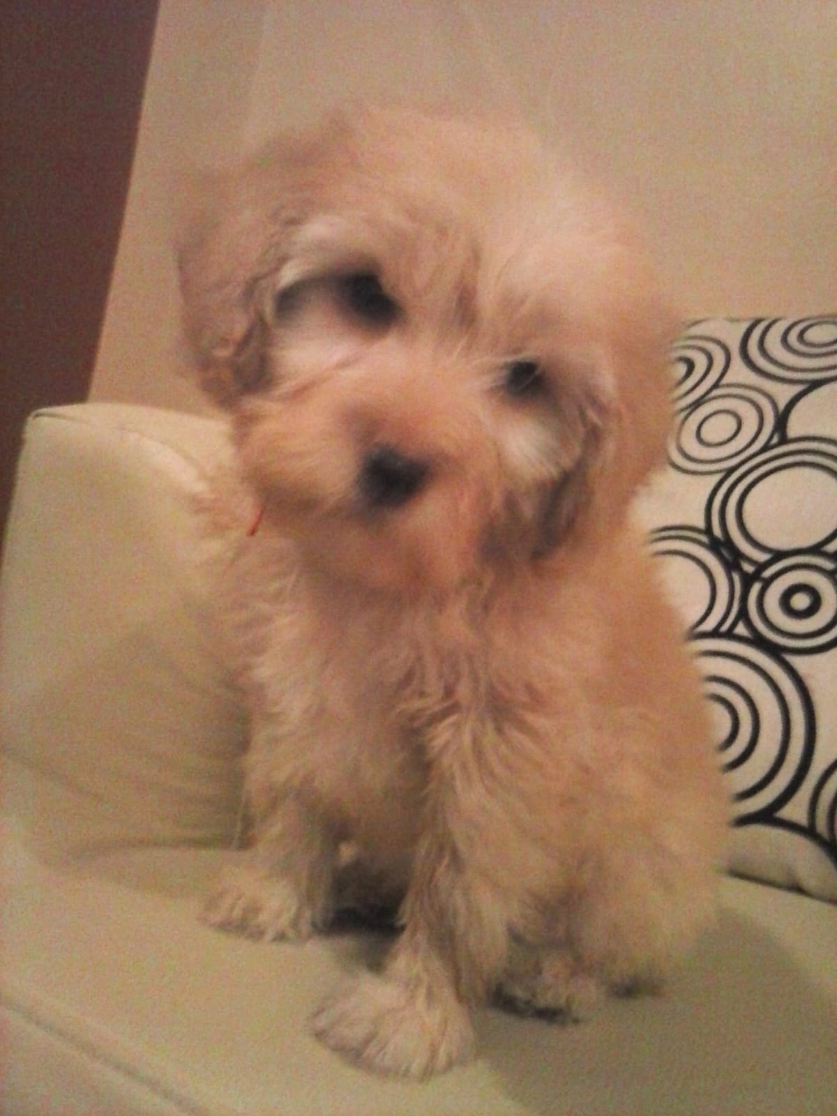 FITO
