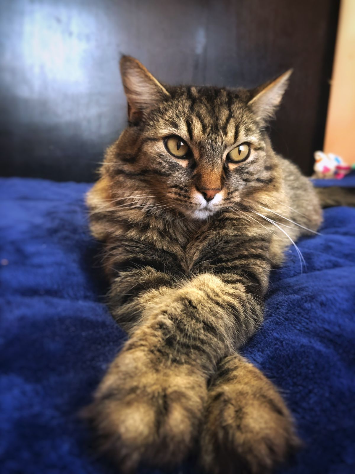 FILI