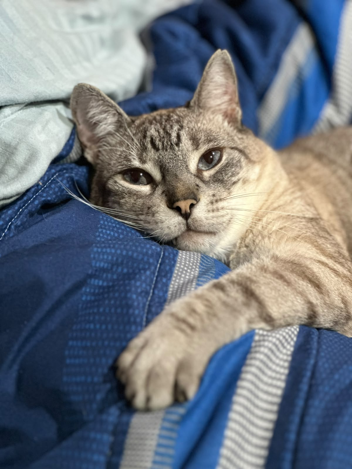 SIMÓN