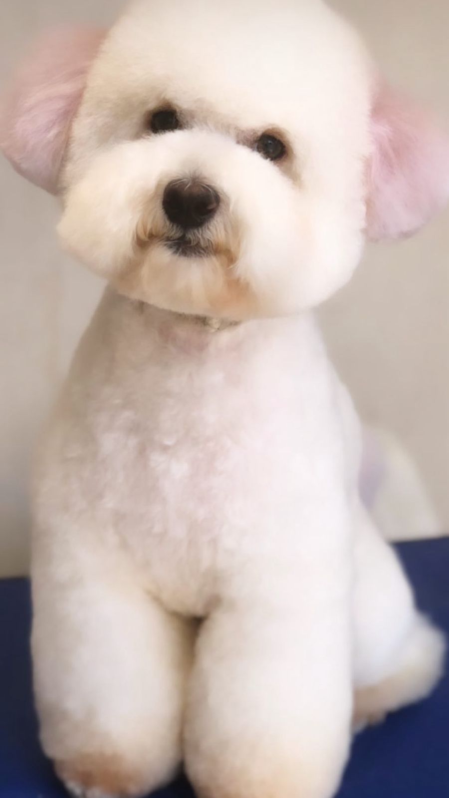 GIORGIO