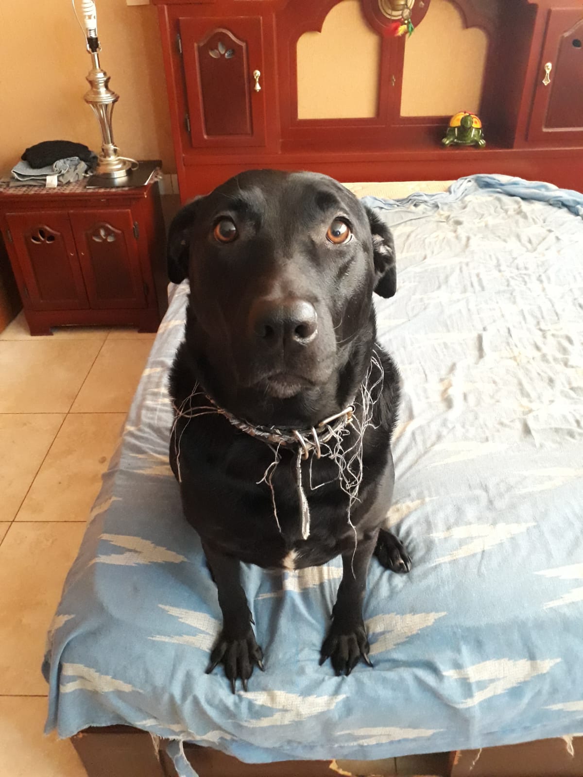 LÍA
