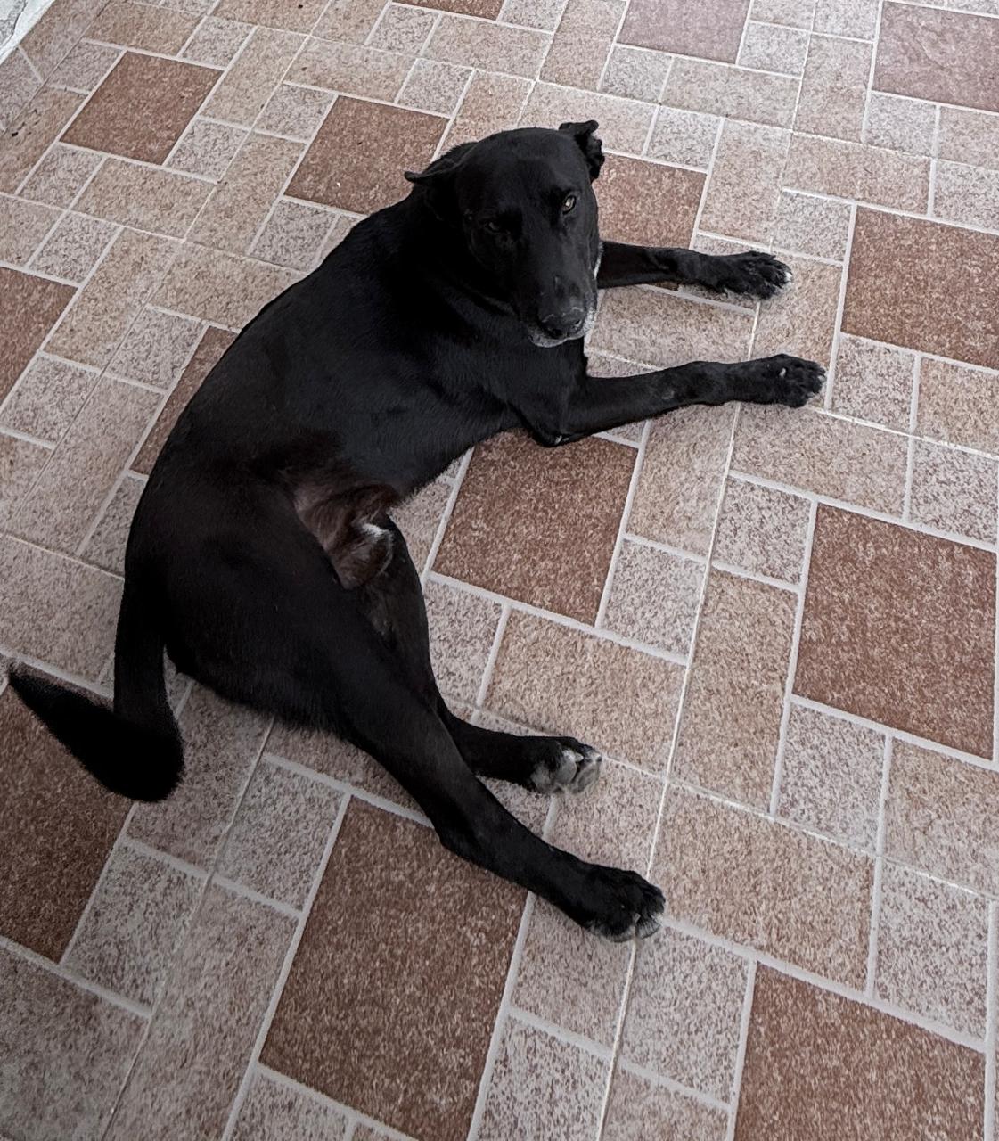 DRAKO