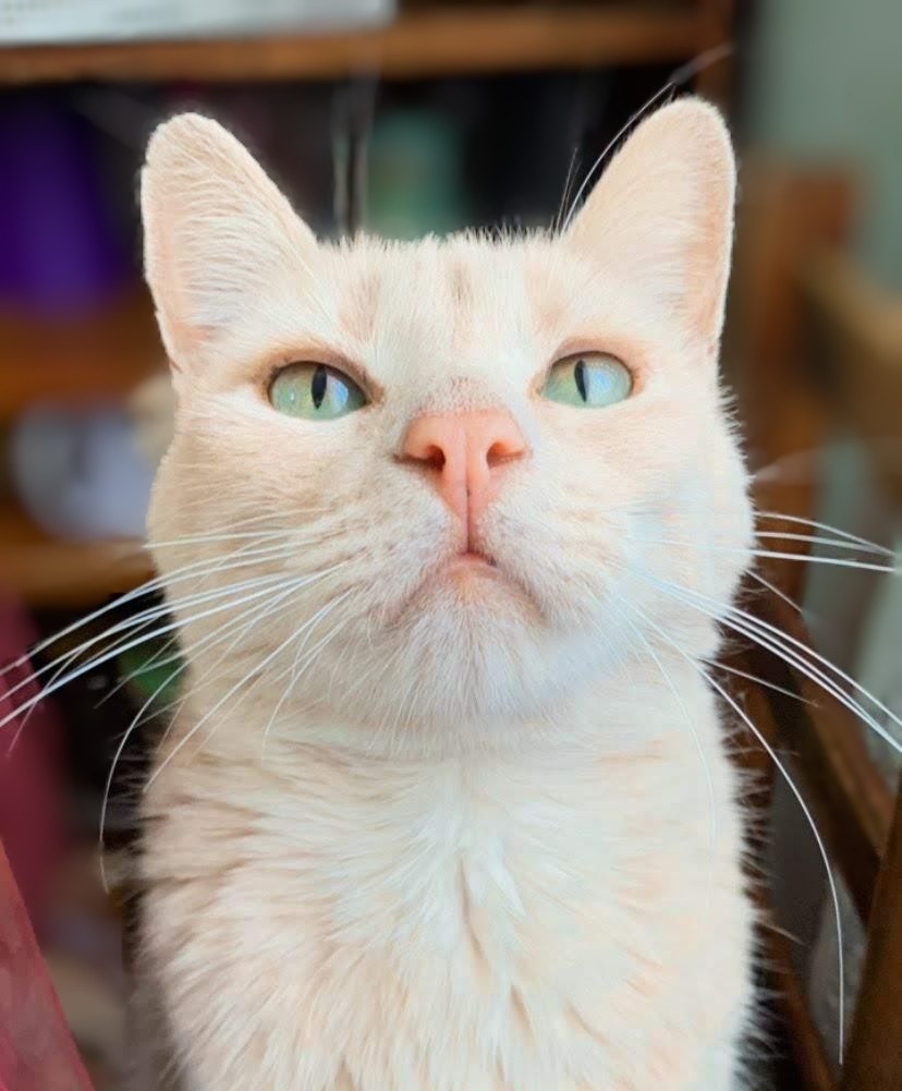 ALBINOTHS