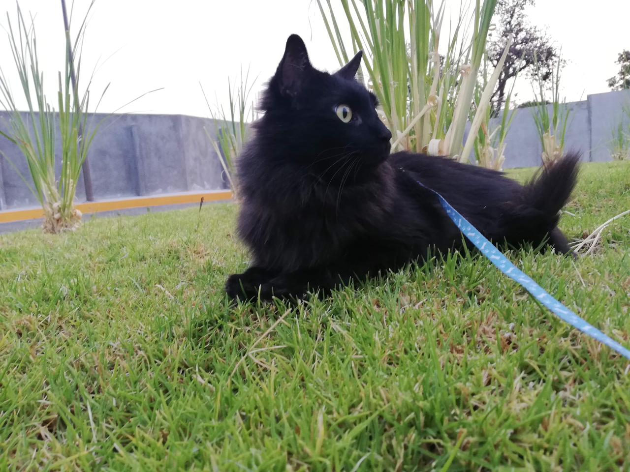BLACKY