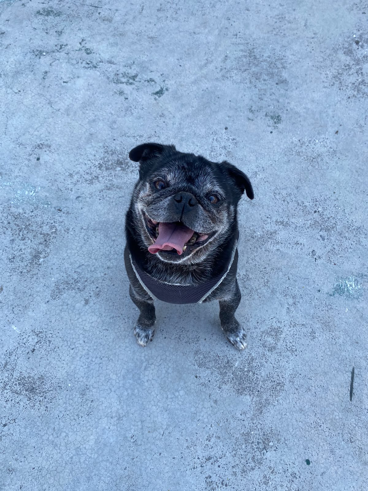 BRUNO