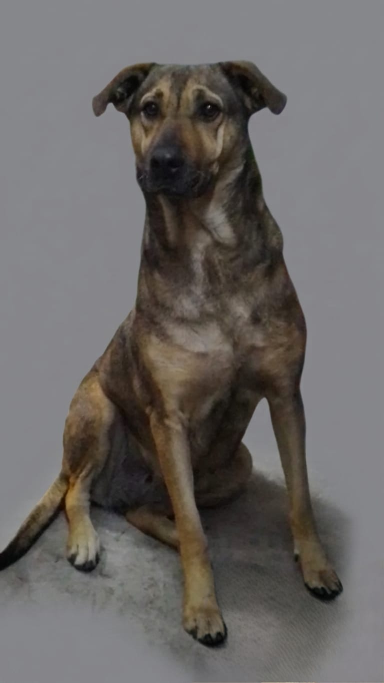 CANELA