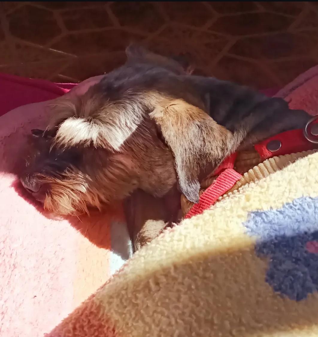 CHACHARITA