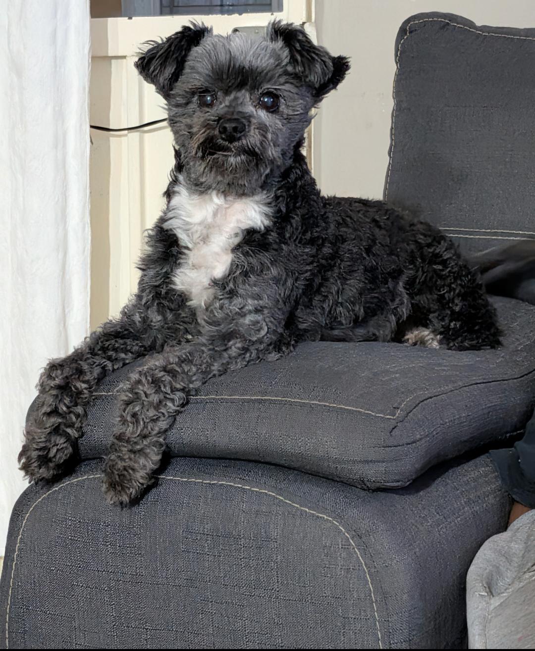 COQUETA