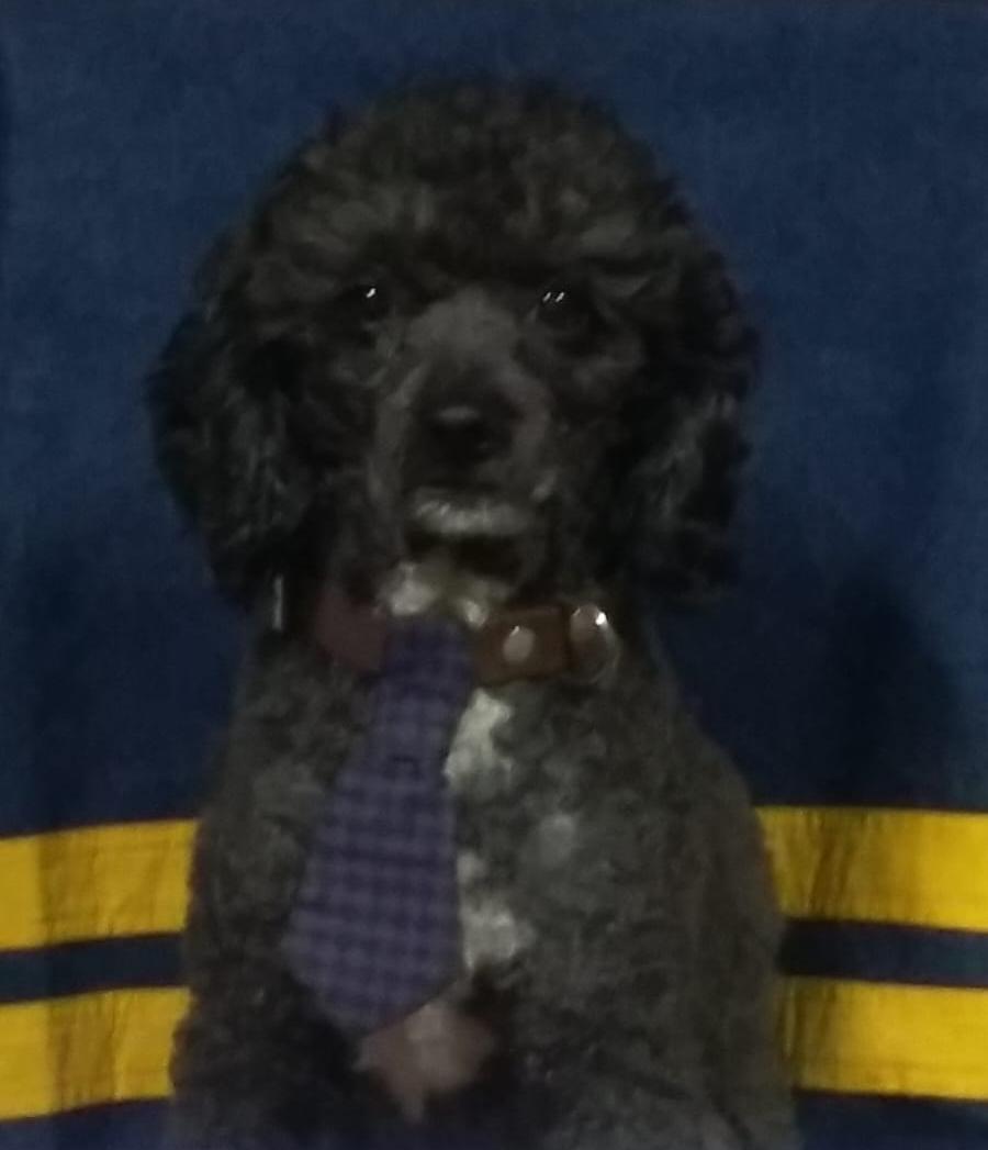 DUKE