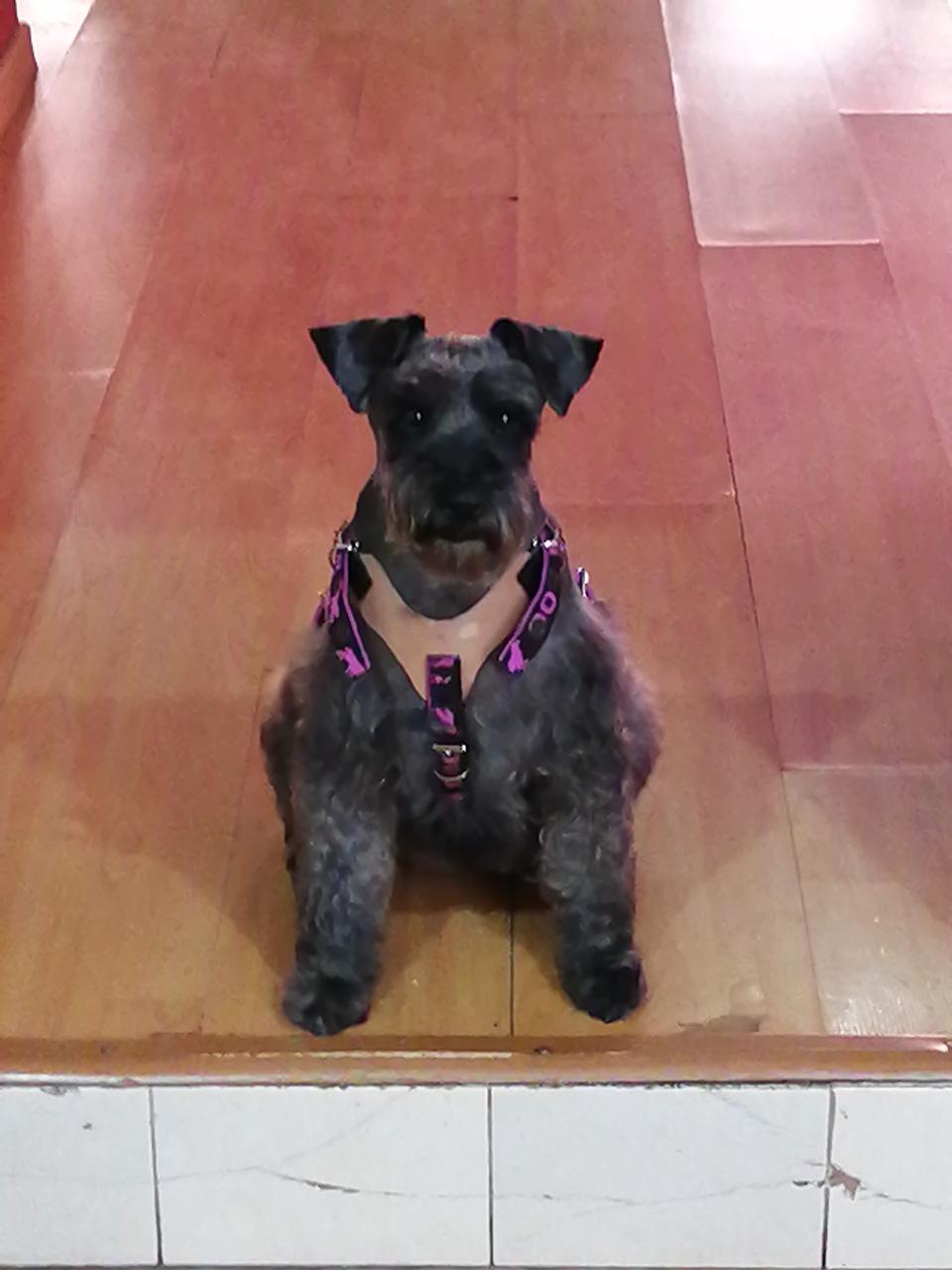 FIFI