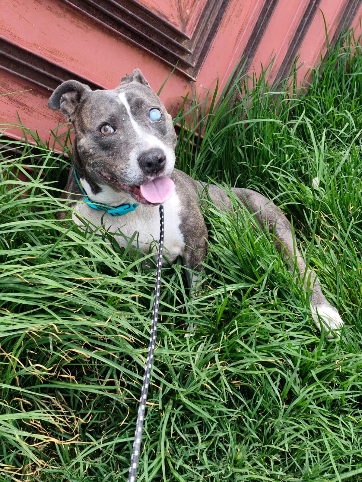 FIONA
