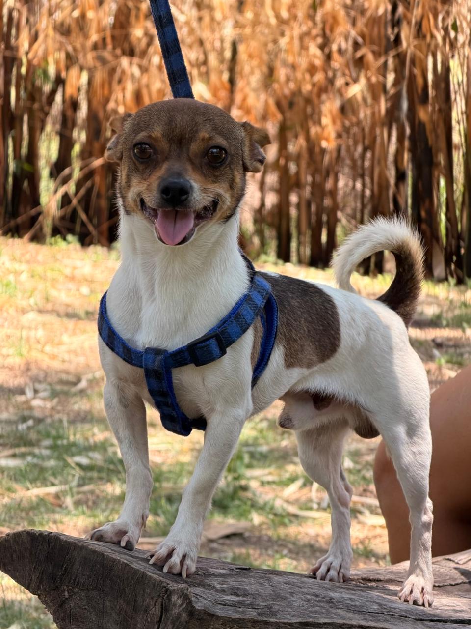 GORDO