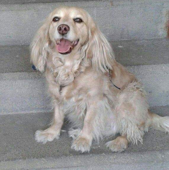 LOLITA