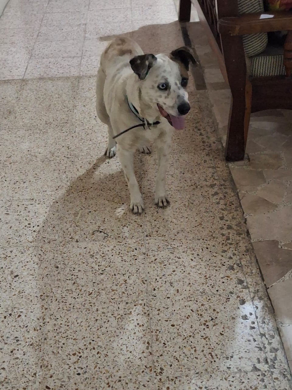 LUCI