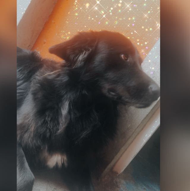 NEGRITO