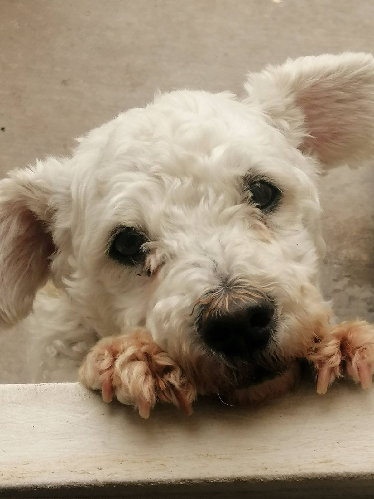 KIPPER