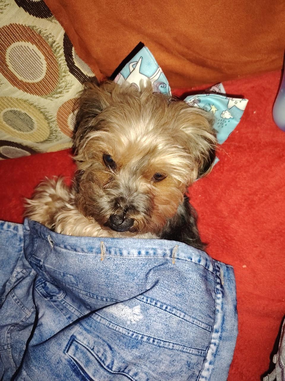 PACHIS