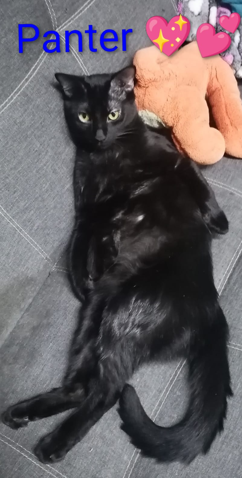 PANTER