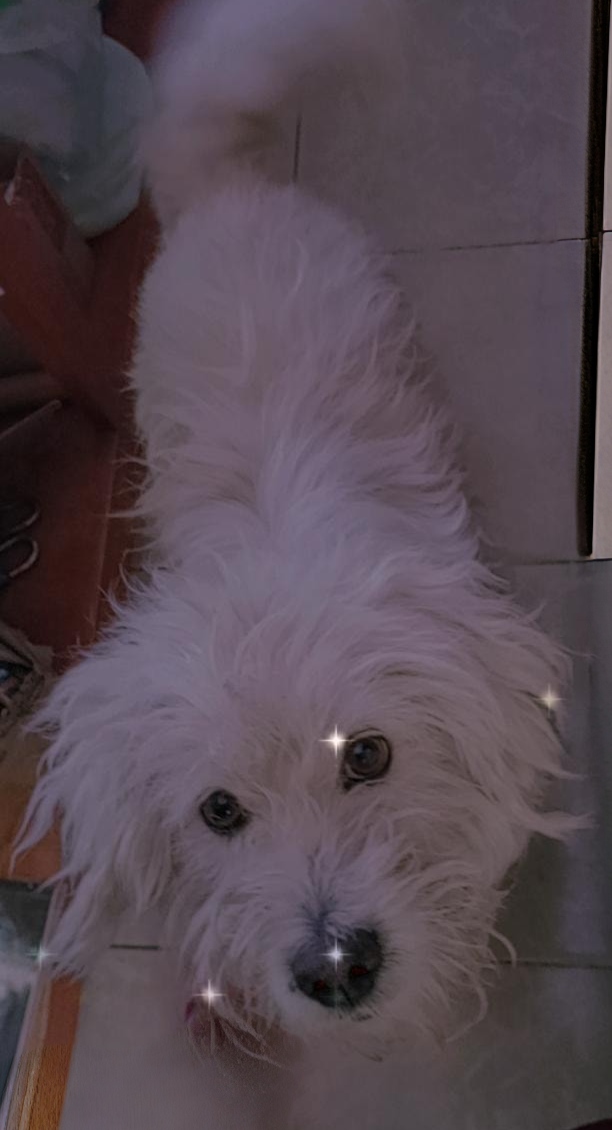 PELUCHIN