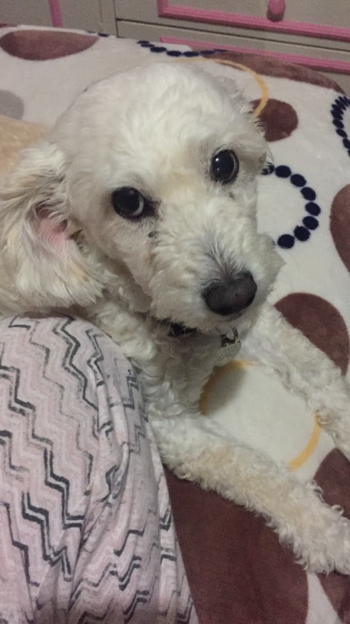 PONCHA
