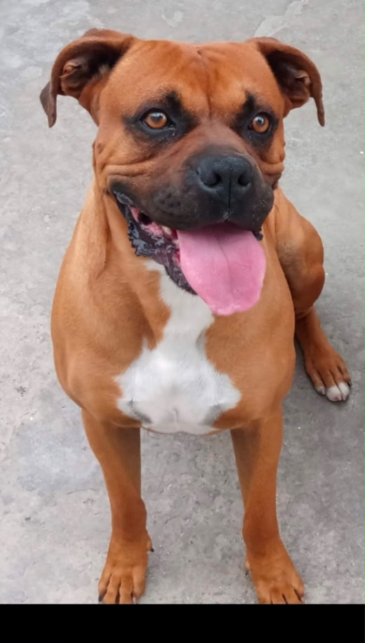 ROCKO