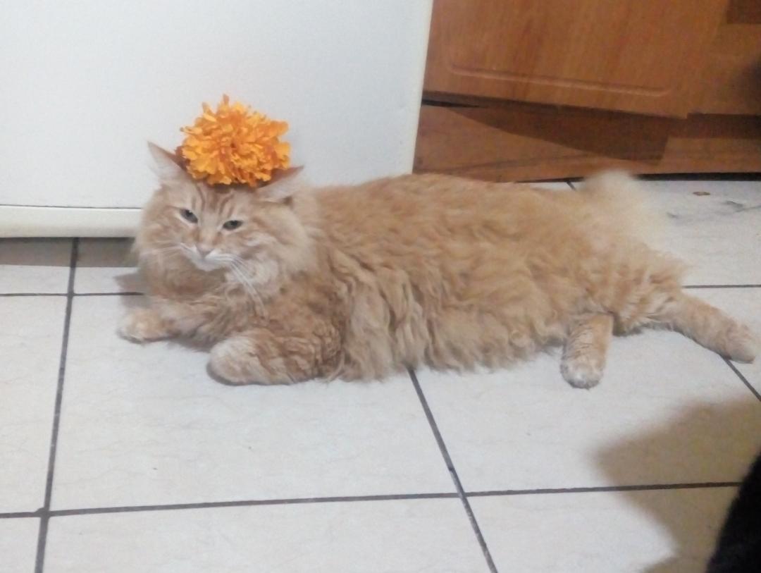 SIMBA