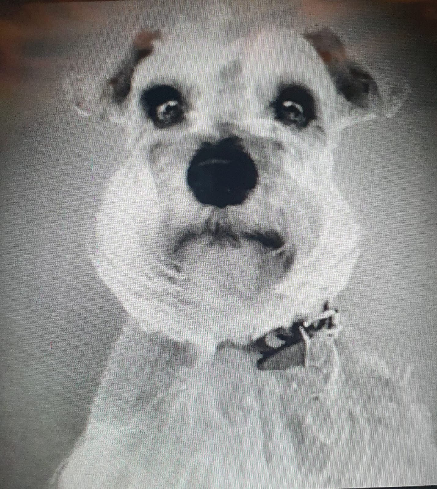 SKIPPER (KIPPY)