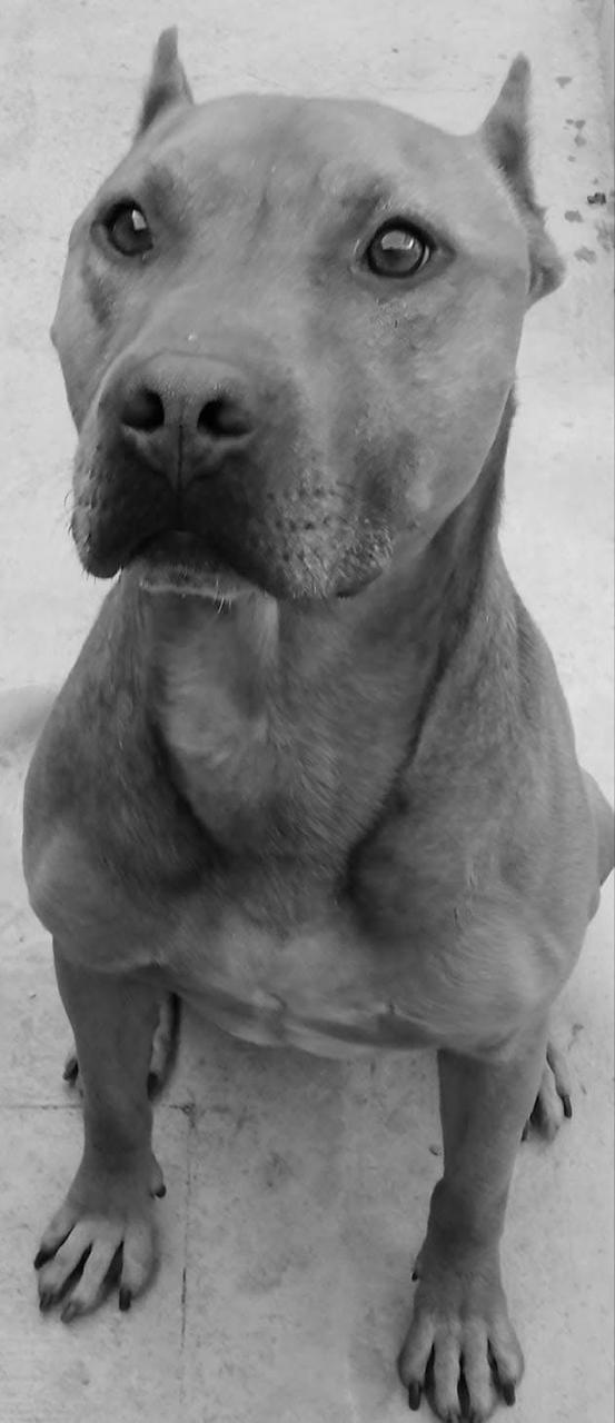 ZEUS