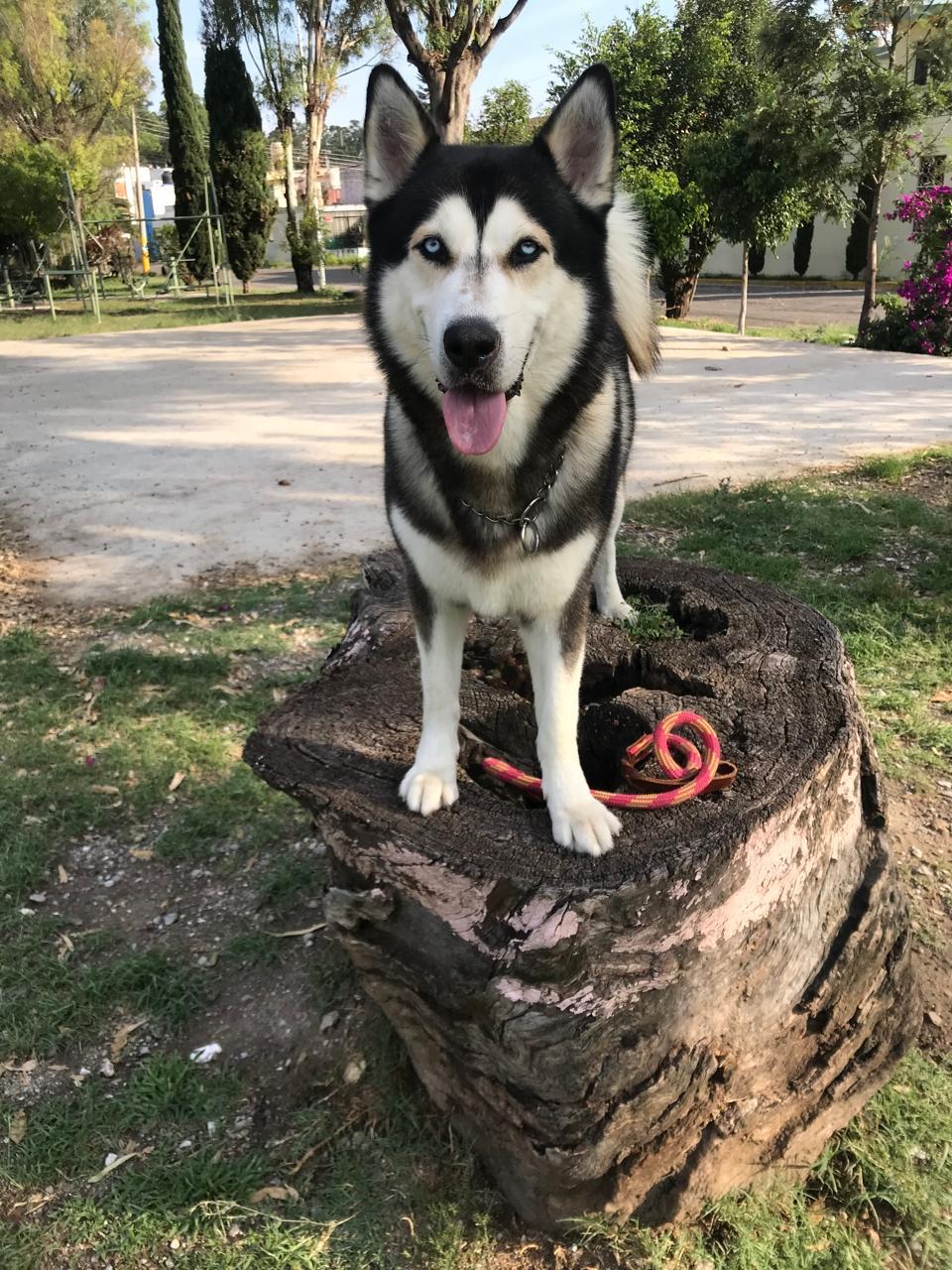 KOBY