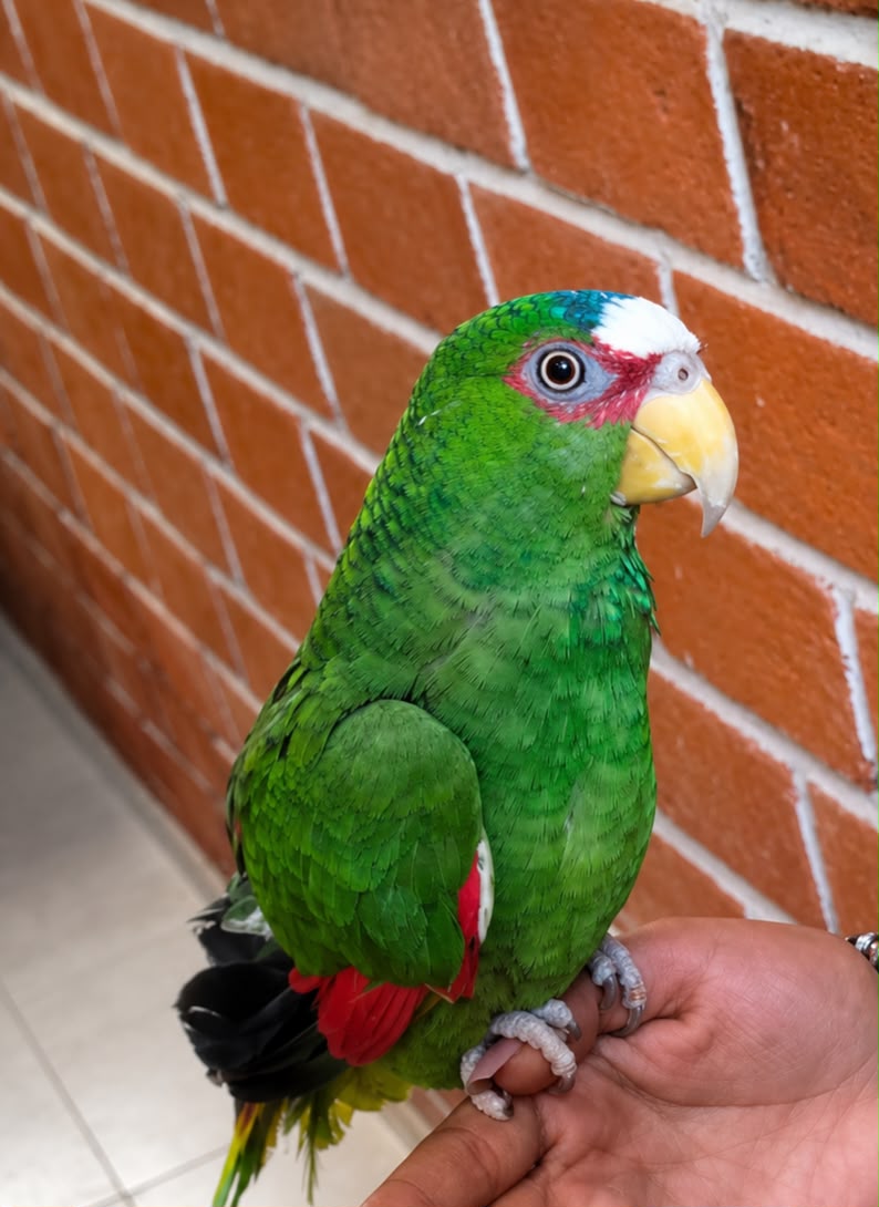 JUANITO