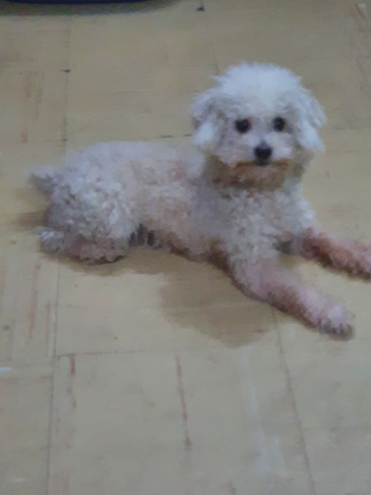 CHAMPIS