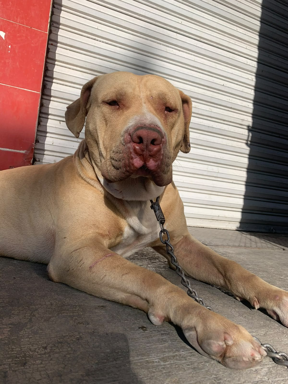 AQUILES