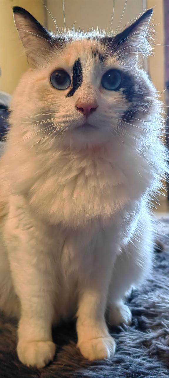 NINA
