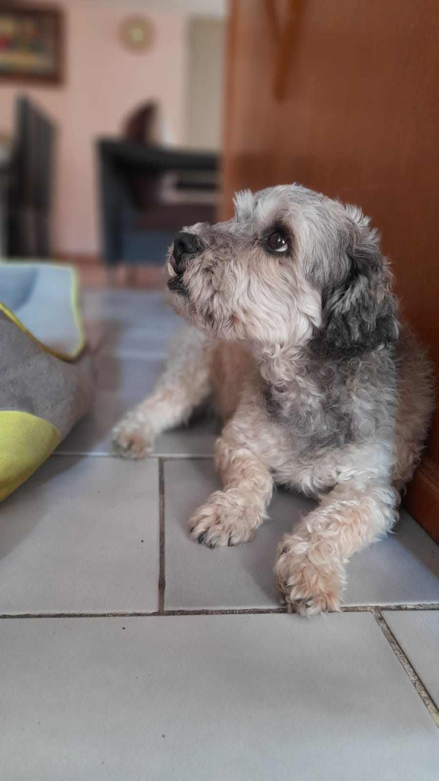 TOMAS
