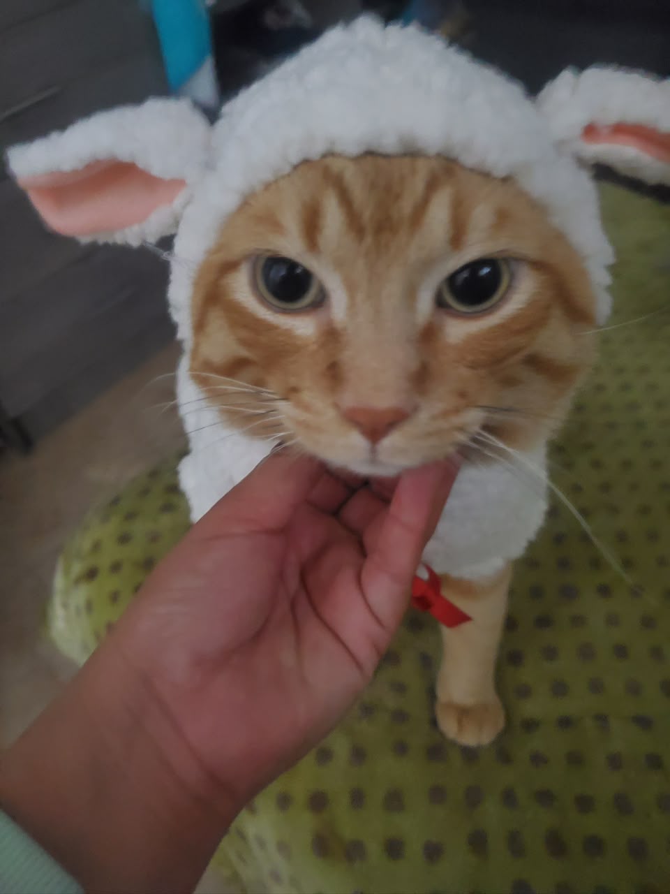 TOÑO