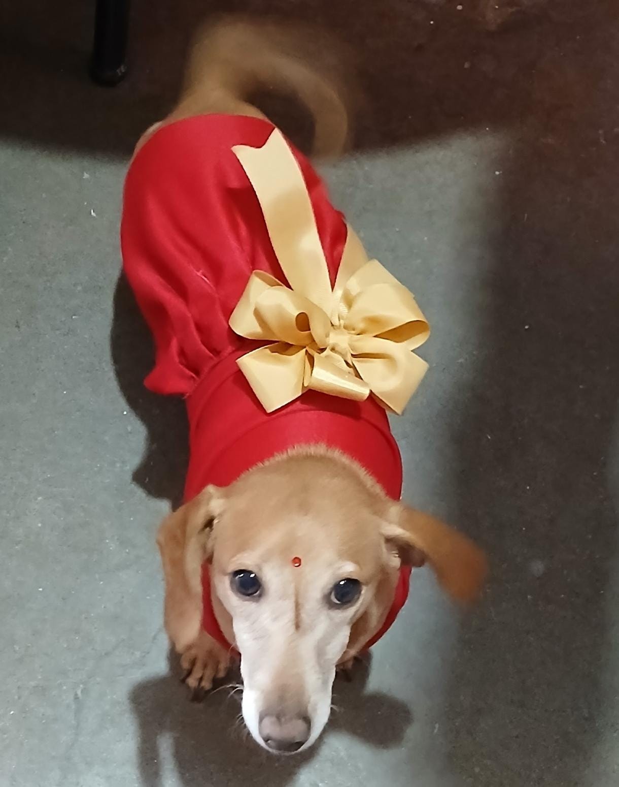 BELLA