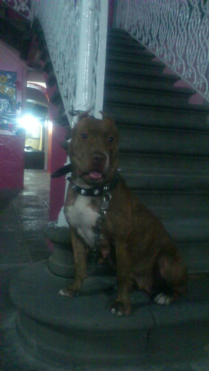 CANELA