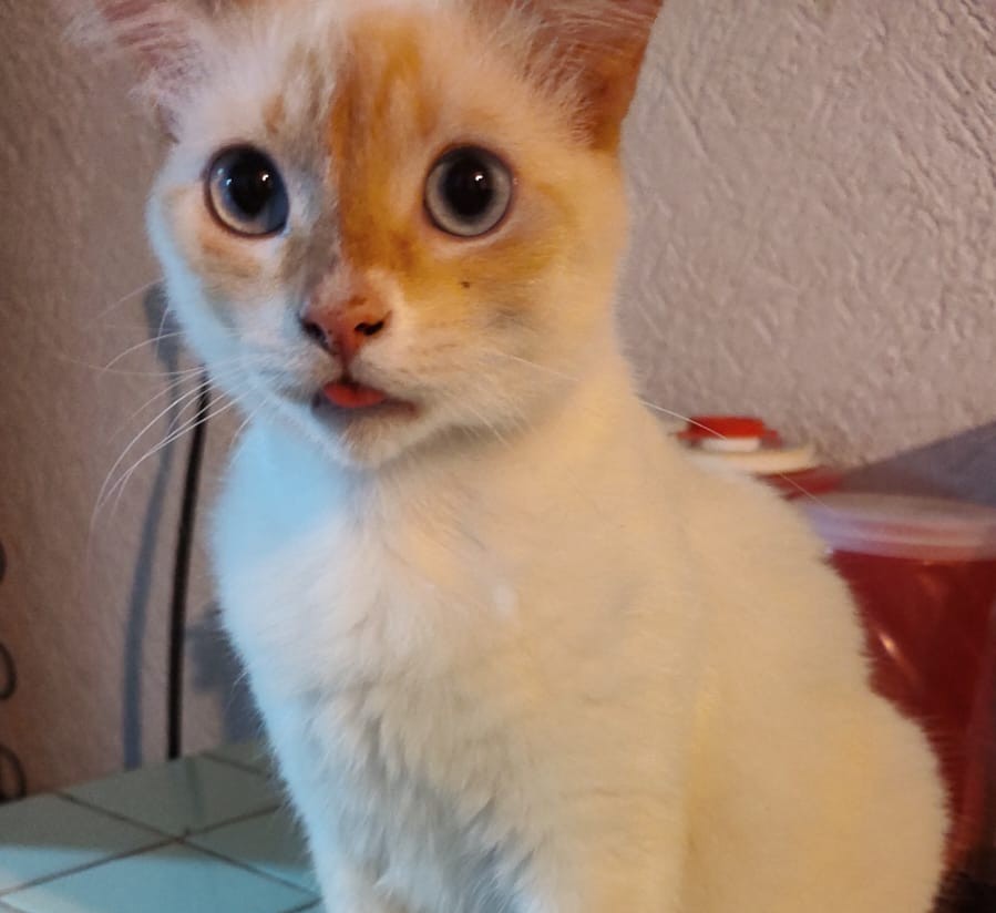 COPITO