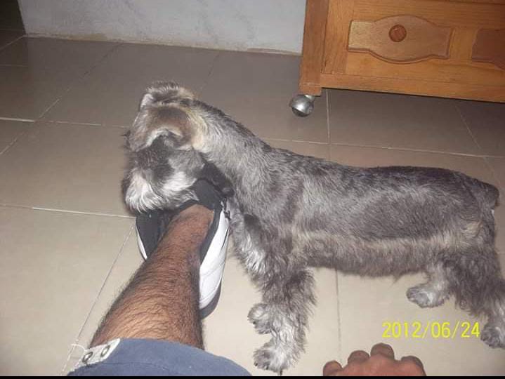 FITO