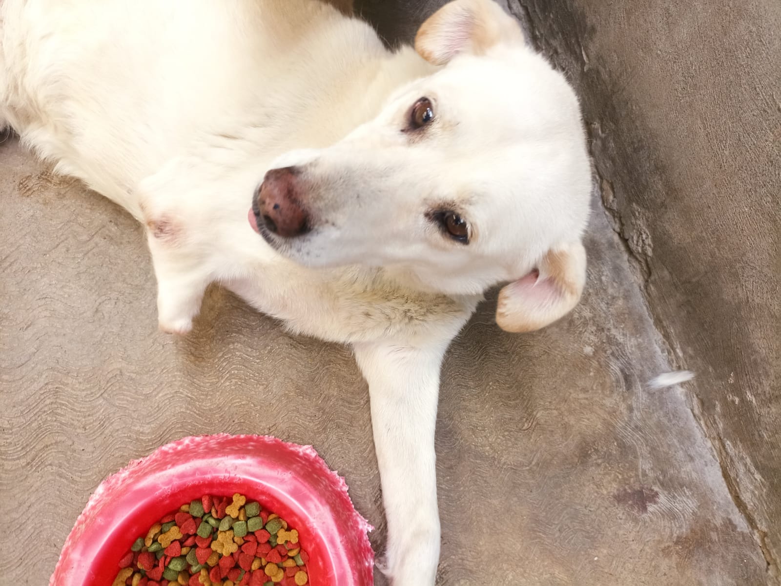 FRIDA