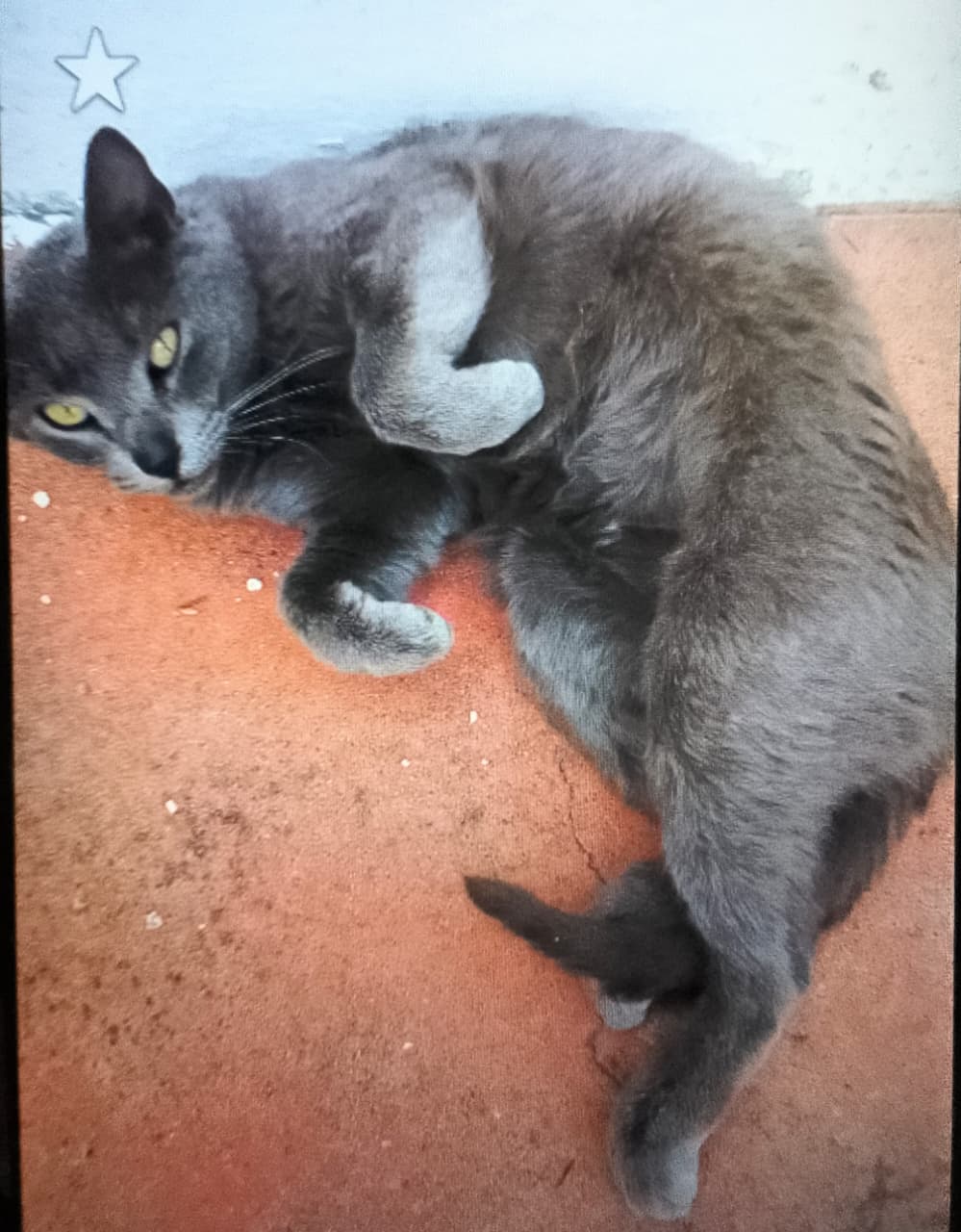 MAMÁ GRIS