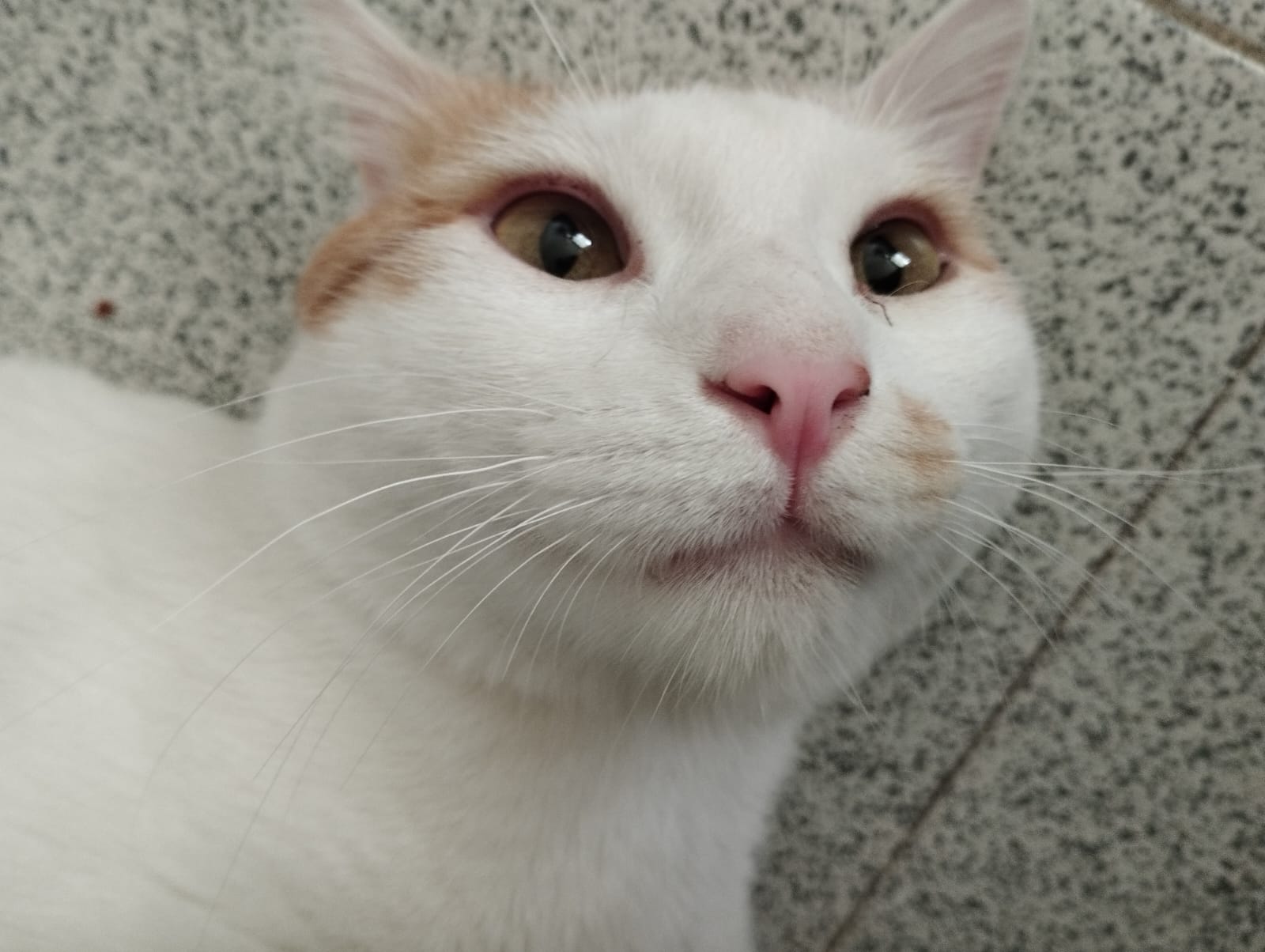 HORCHATO