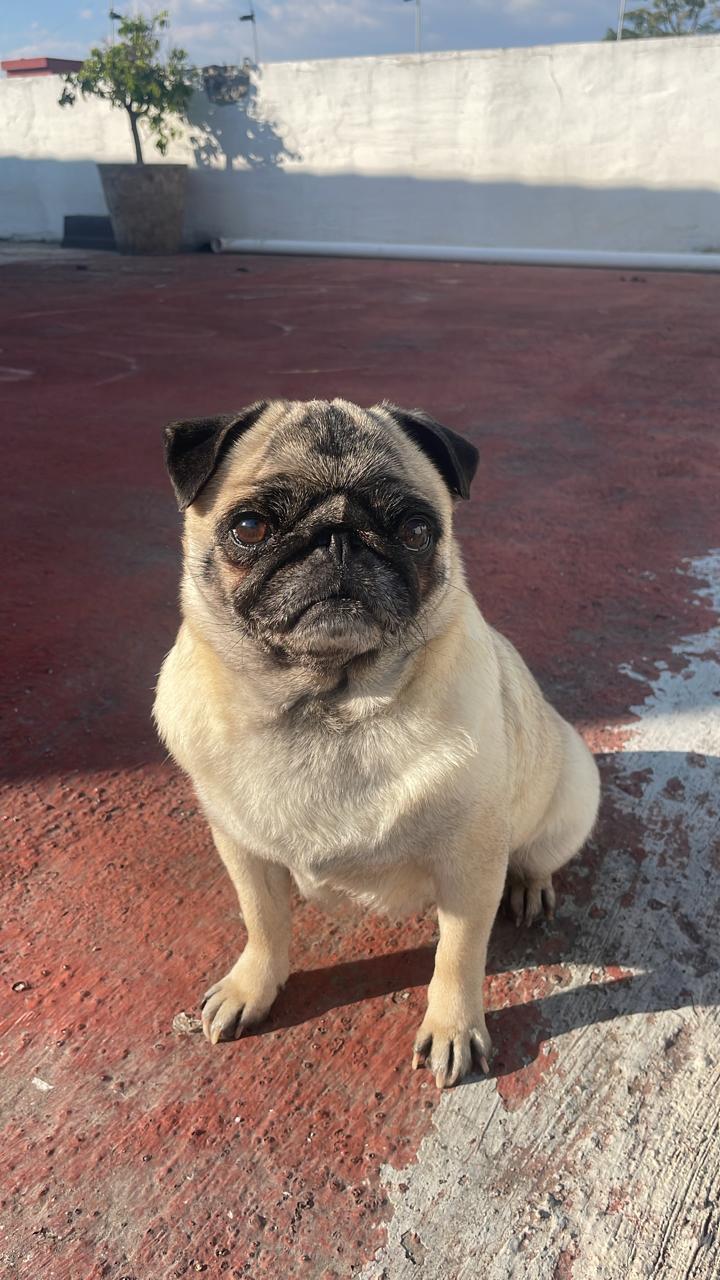 KODA