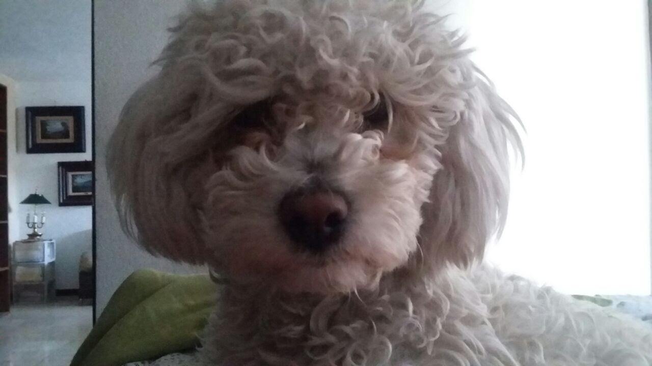 LOLA LINDA