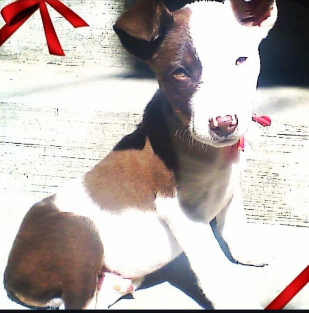 MANCHAS